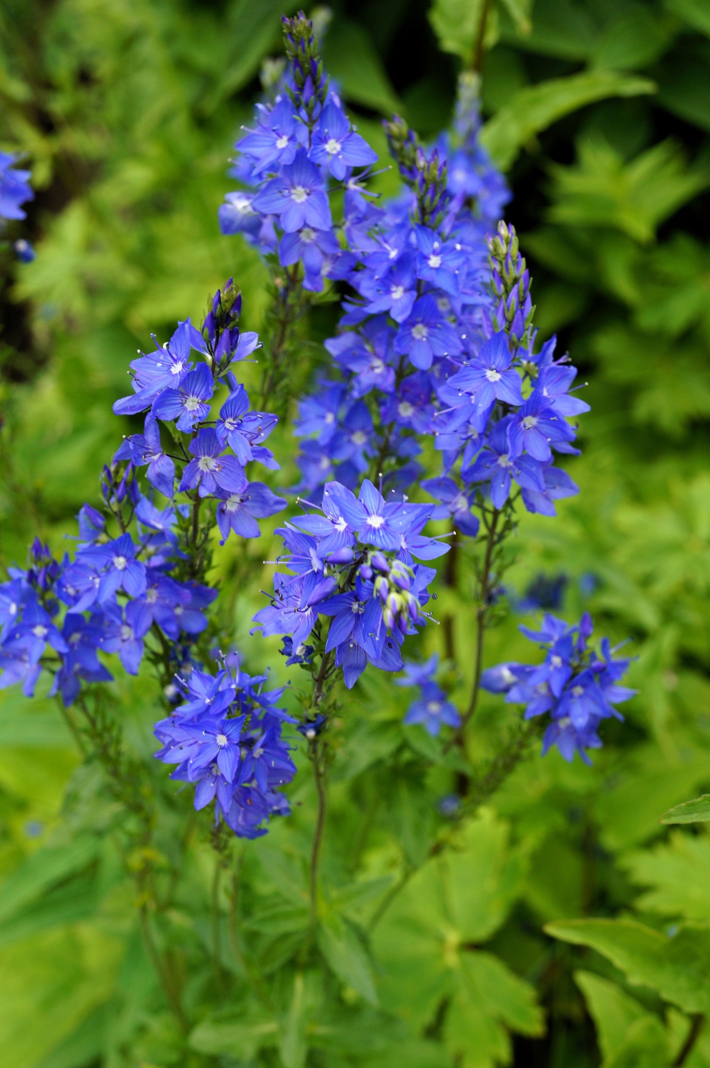 75 Royal Blue Speedwell (Veronica Austriaca Teucrium) Seeds