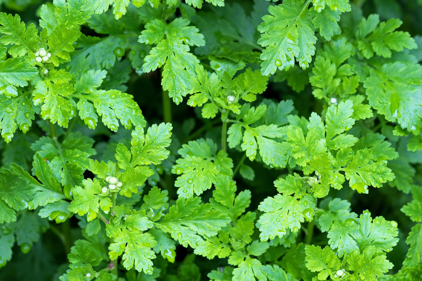 300 Feverfew (Tanacetum Parthenium) Seeds