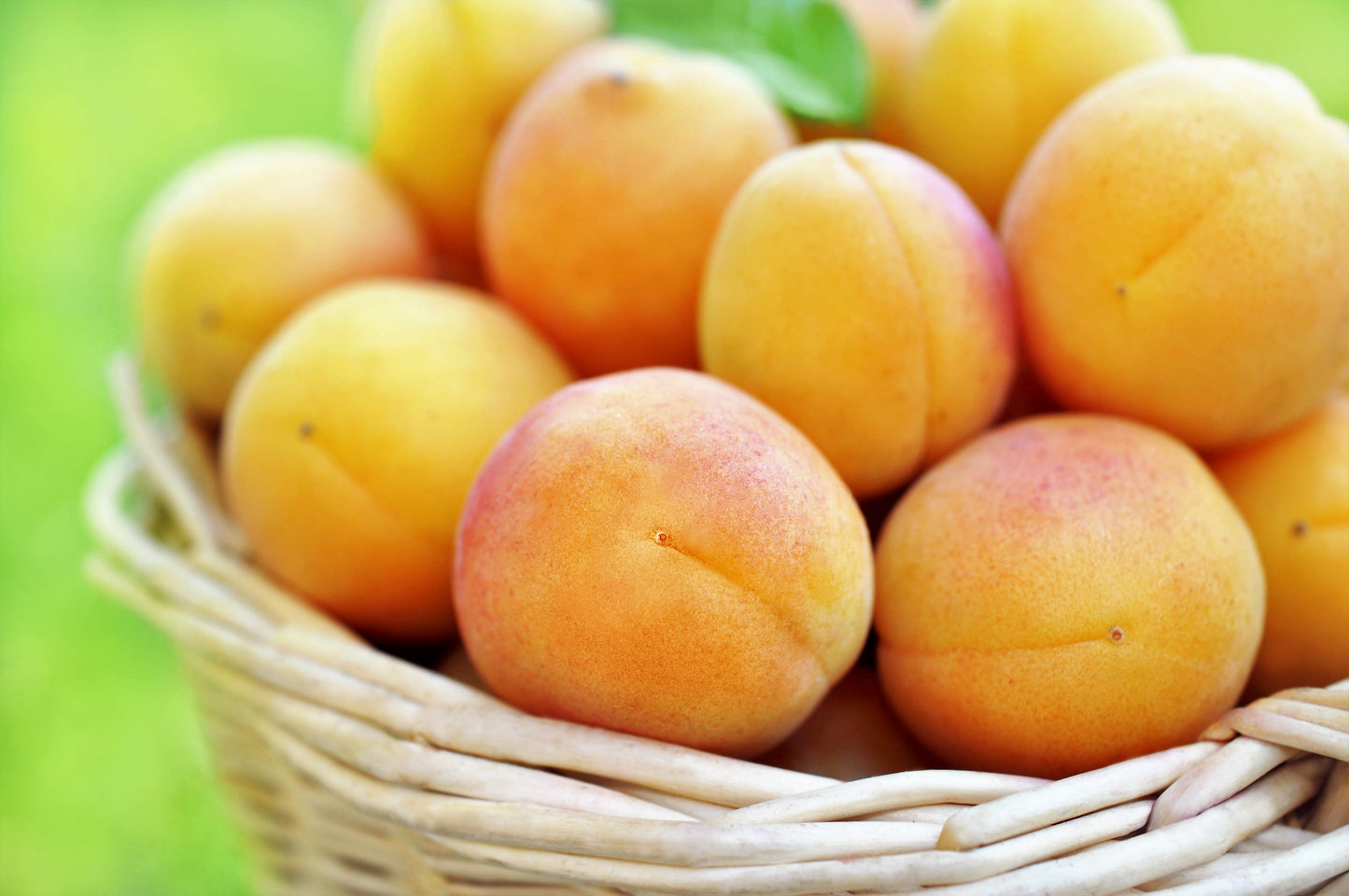 5 Common Apricot Tree (Prunus Armeniaca) fSeeds