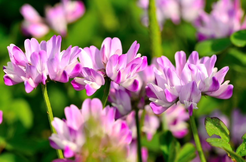 50 Milk Vetch/ Astragalus (Astragalus Sinicus) Seeds