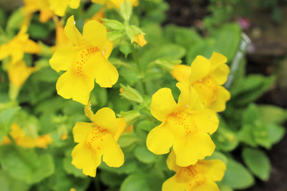 Yellow Monkey Flower (Mimulus guttatus) Seeds – 250 ct