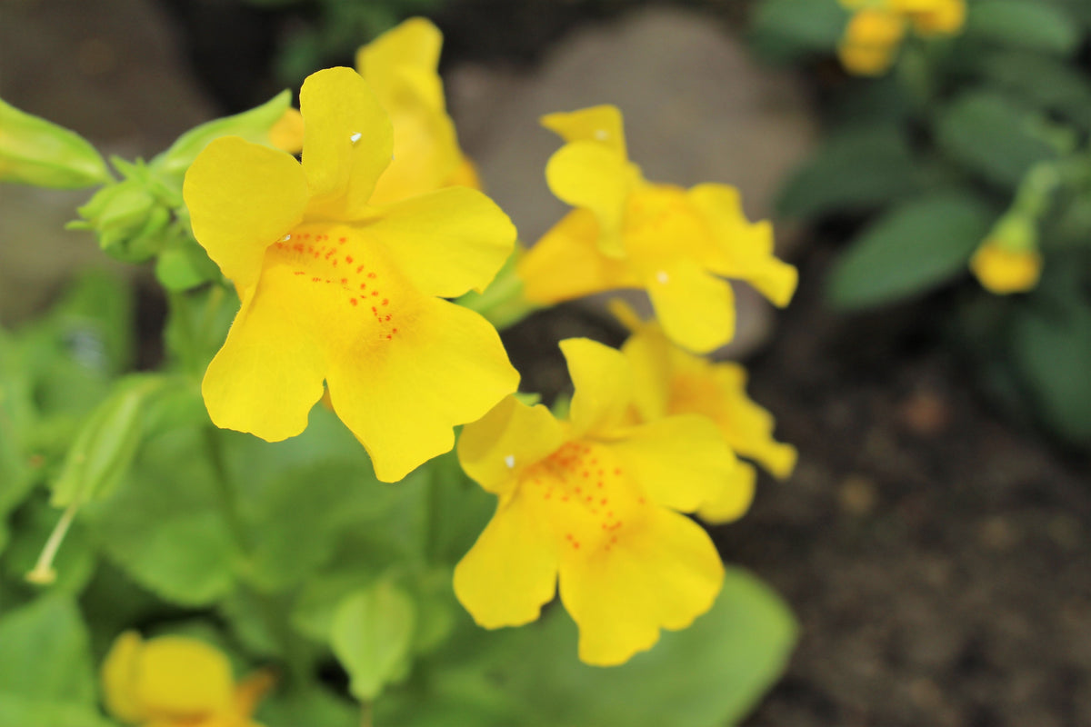 Yellow Monkey Flower (Mimulus guttatus) Seeds – 250 ct