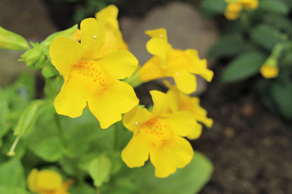 Yellow Monkey Flower (Mimulus guttatus) Seeds – 250 ct