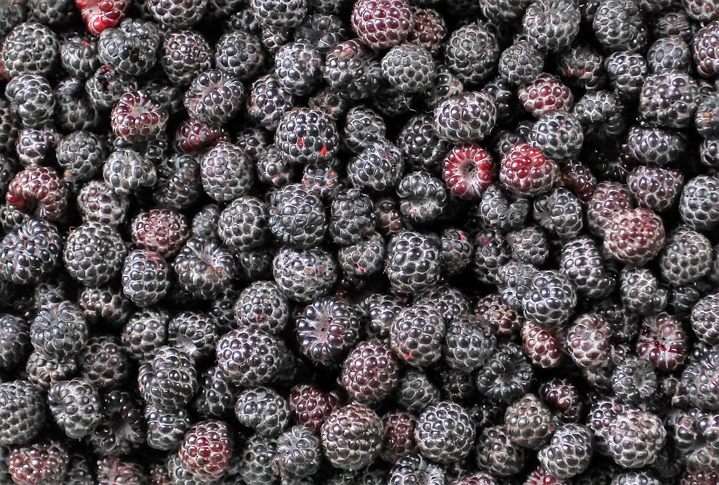 50 Black Raspberry (Rubus Leucodermis) Seeds