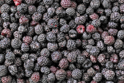 50 Black Raspberry (Rubus Leucodermis) Seeds