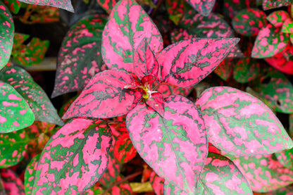 10 Dwarf Rose Polka Dot Plant (Hypoestes Phyllostachya) Seeds