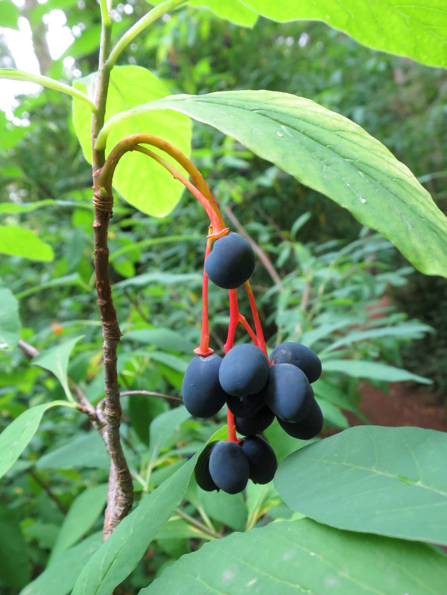 15 Indian Plum (Oemleria Cerasiformis) Seeds