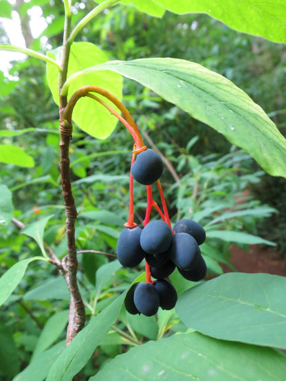 15 Indian Plum (Oemleria Cerasiformis) Seeds