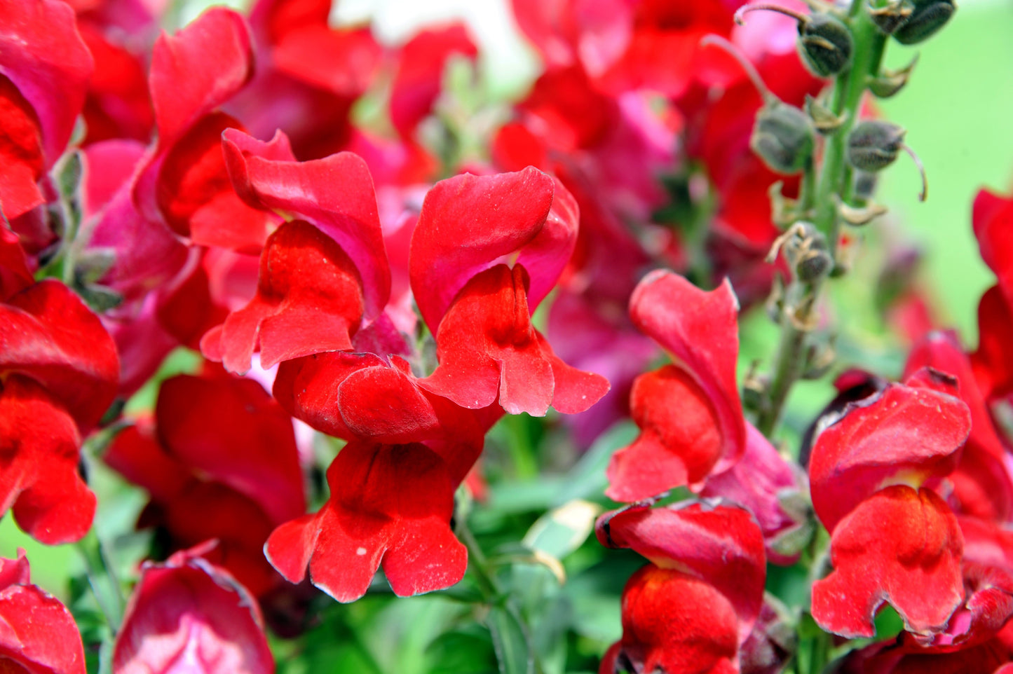 250 Ruby Red Snapdragon (Antirrhinum Majus) Seeds