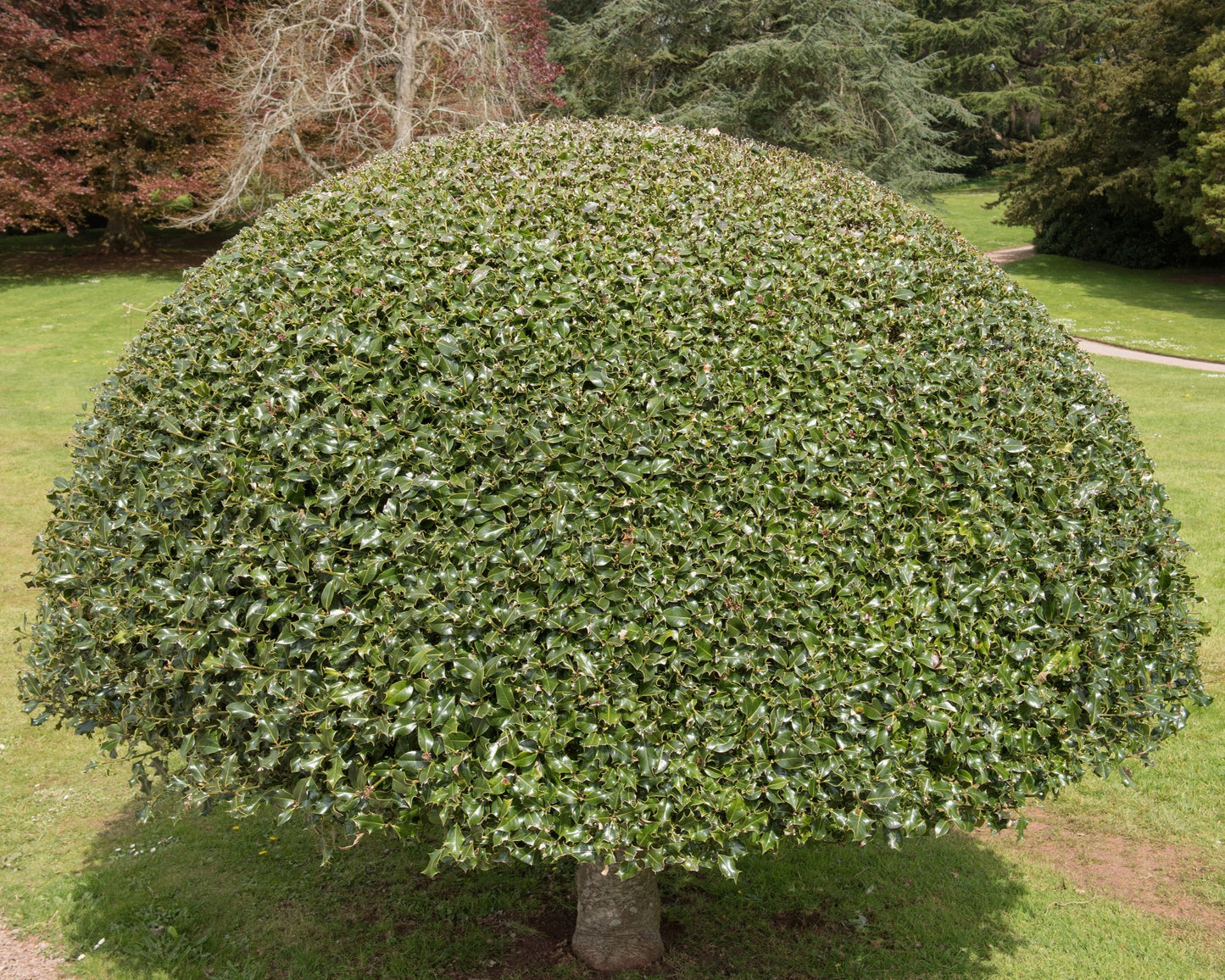 40 English Holly (Ilex Aquifolium) Seeds