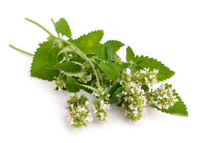 200 Lemony Catnip (Nepeta Cataria Citriodora) Seeds