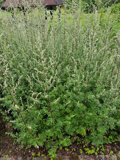 1000 Mugwort (Artemisia Vulgaris) Seeds