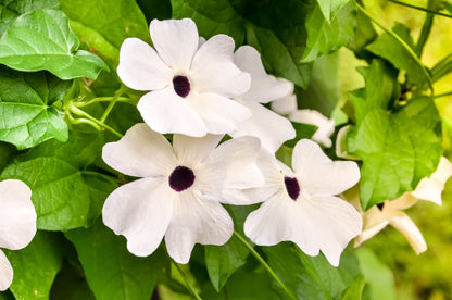 25 Mixed Black Eyed Susan (Thunbergia Alata) Seeds