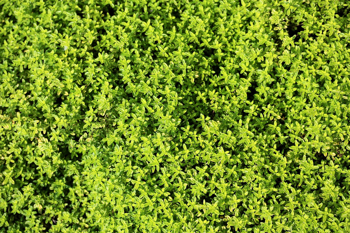 Lemon Thyme (Thymus × citriodorus) Seeds – 1,000 ct