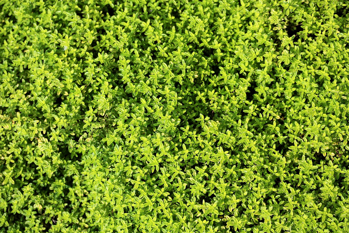 10,000 Bulk Lemon Thyme (Thymus Pulegioides) Seeds