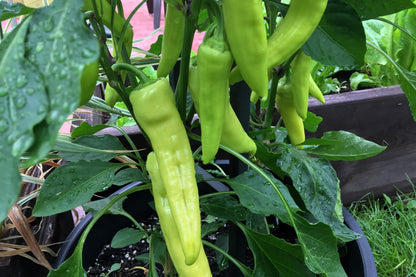 Sweet Banana Pepper (Capsicum annuum) Seeds – 250 ct