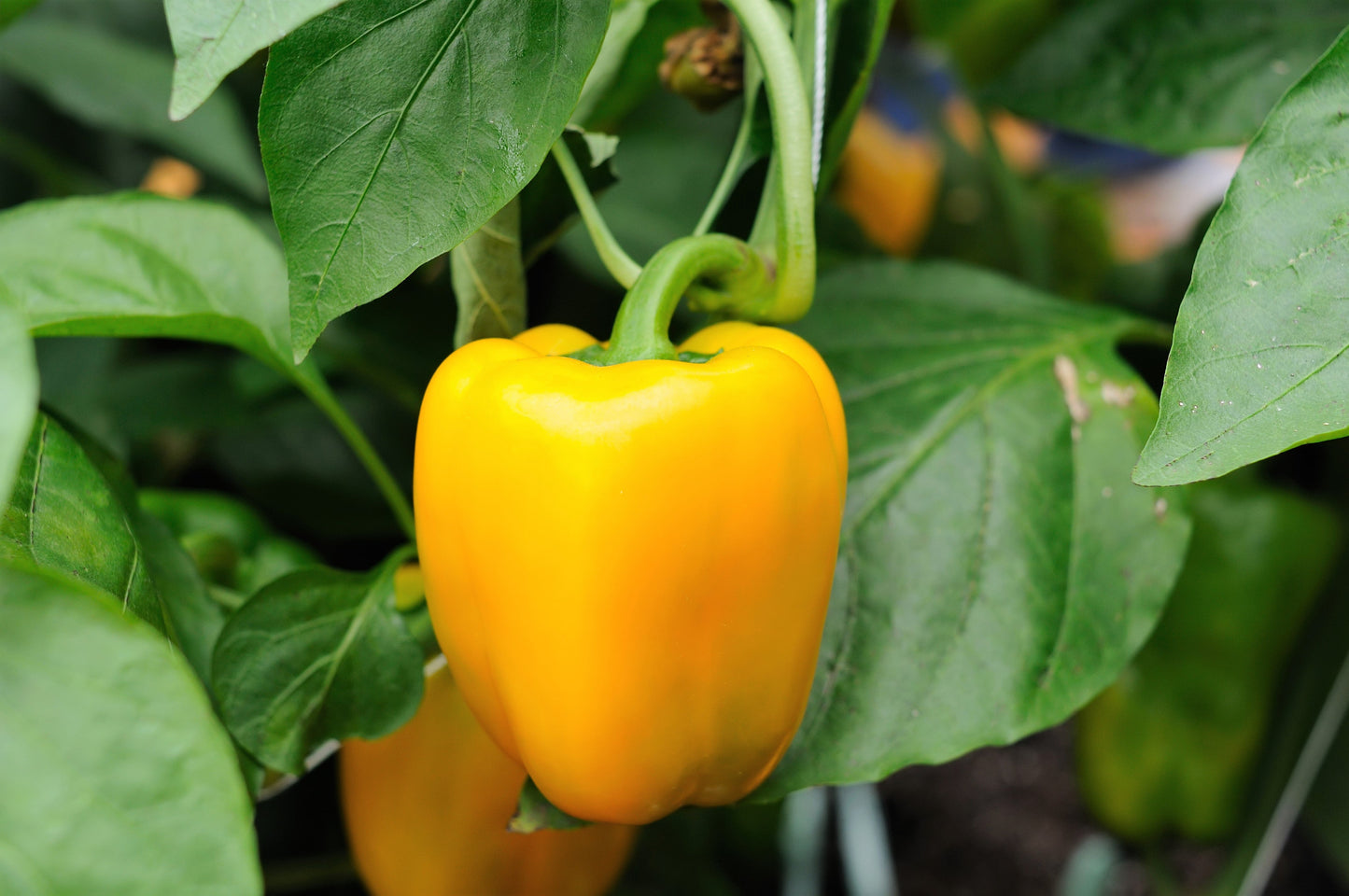 100 Yellow Bell Pepper (Capsicum Annuum) Seeds