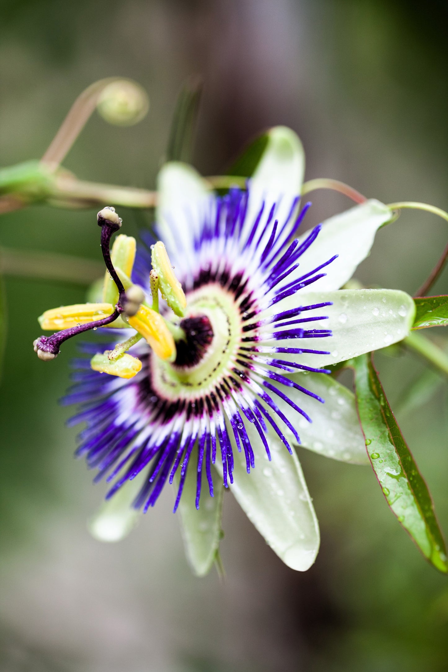 20 Purple Passion Fruit (Granadilla Passiflora Edulis ) Seeds