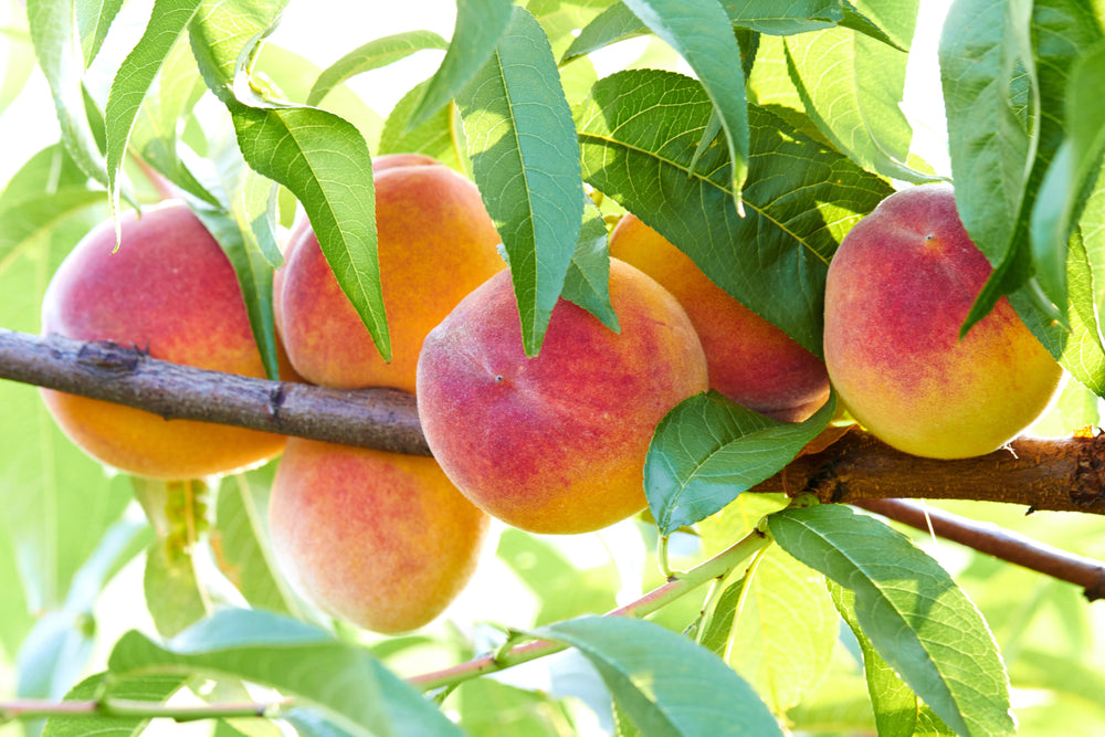 3 Nemaguard PeachTree (Prunus Persica) Seeds