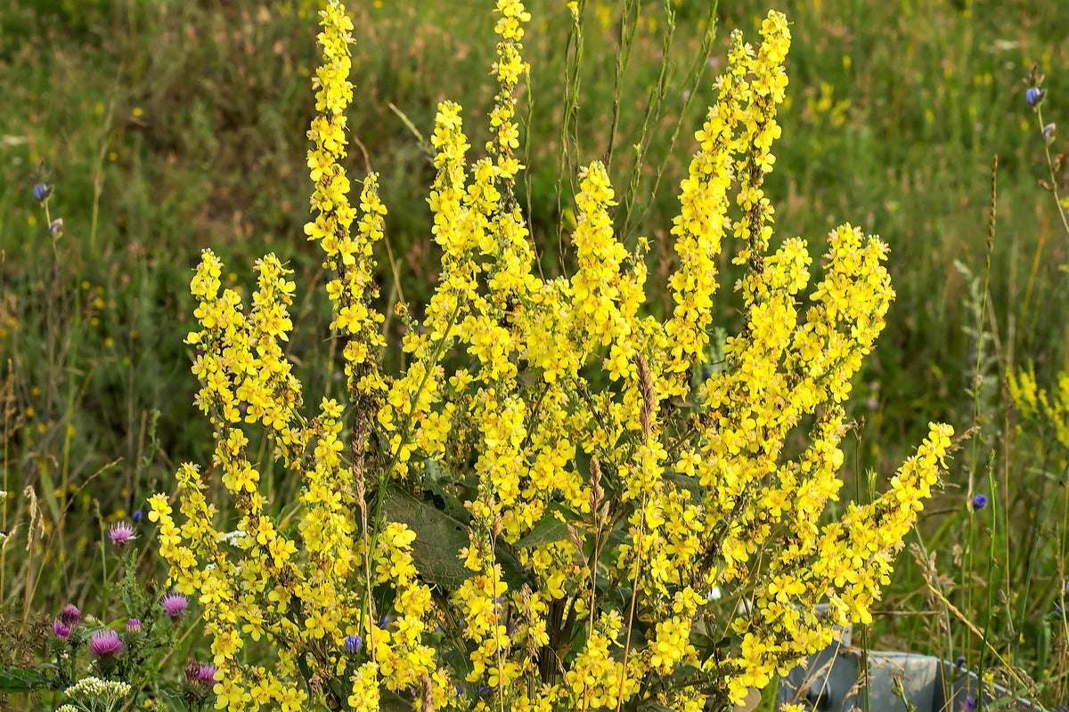 150 YELLOW VERBASCUM Thapsus Common Mullein Flower Herb Seeds
