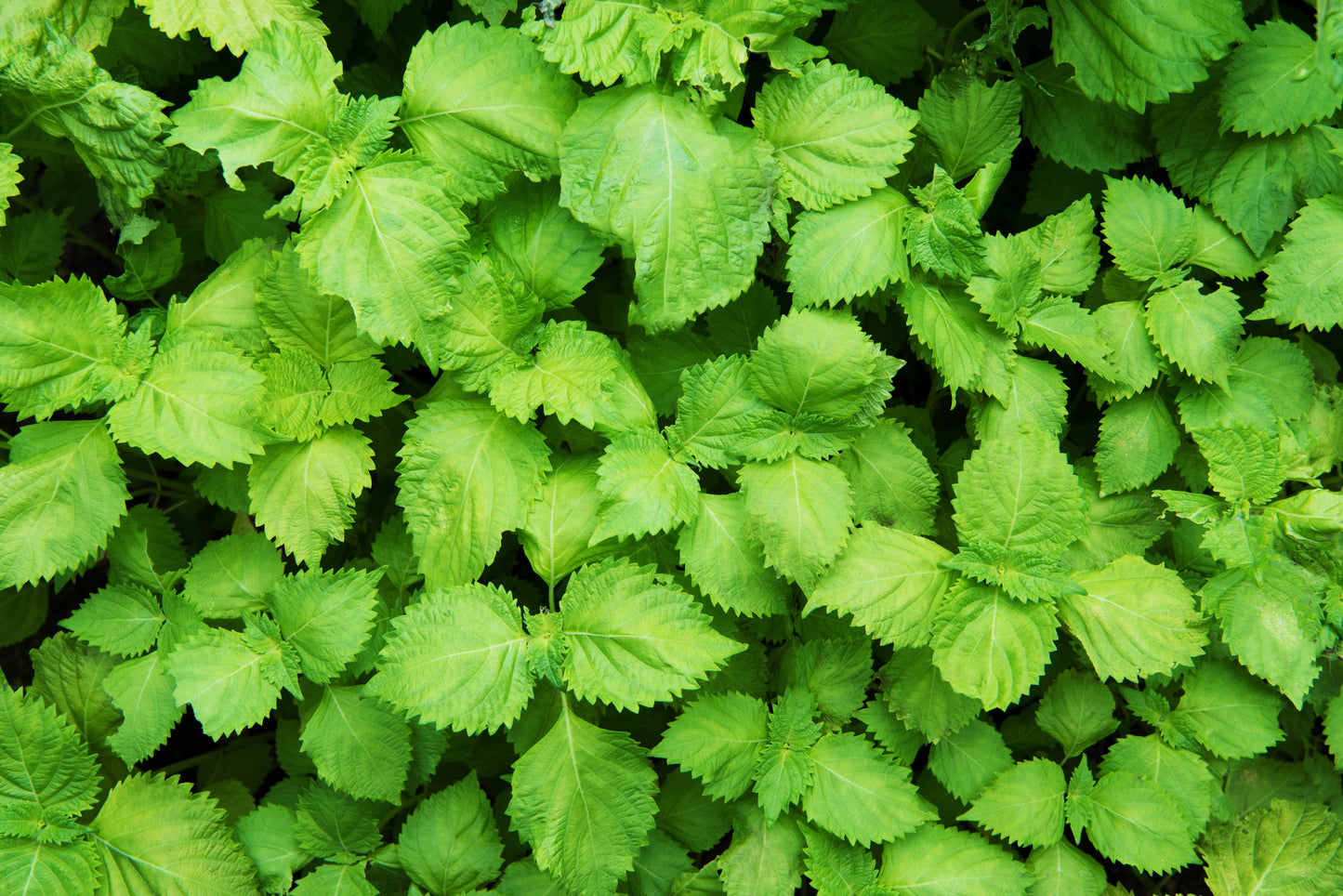 300 Green Shiso (Perilla Frutescens) Seeds