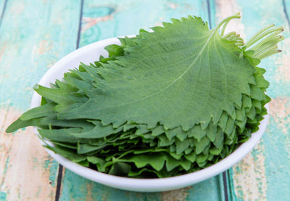 300 Green Shiso (Perilla Frutescens) Seeds