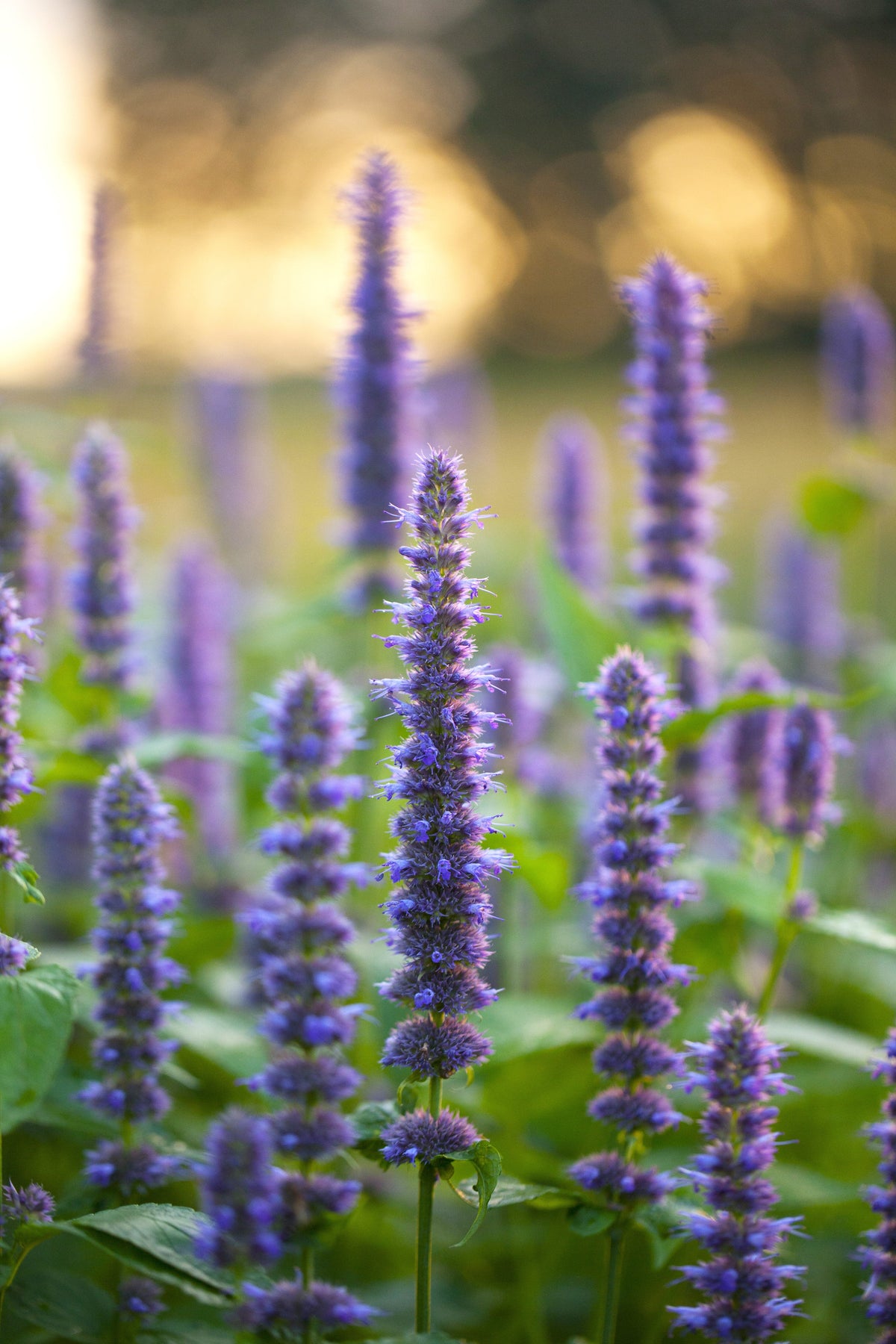 Anise Hyssop (Agastache foeniculum) Seeds – 500 ct