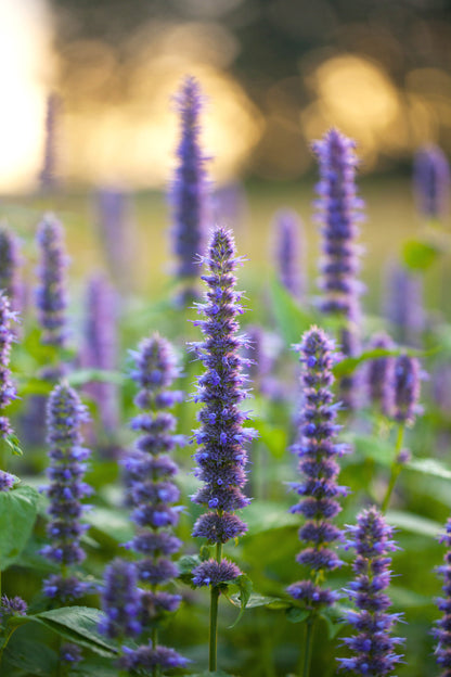 Anise Hyssop (Agastache foeniculum) Seeds – 500 ct