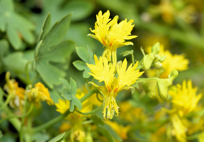 10 Canary Creeper Nasturtium (Tropaeolum Peregrinum) Seeds
