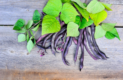 40 Royalty PURPLE POD BEAN Phaseolus Vulgaris Vegetable Seeds