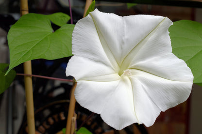 50 Moon Flower (Ipomoea Alba) Seeds