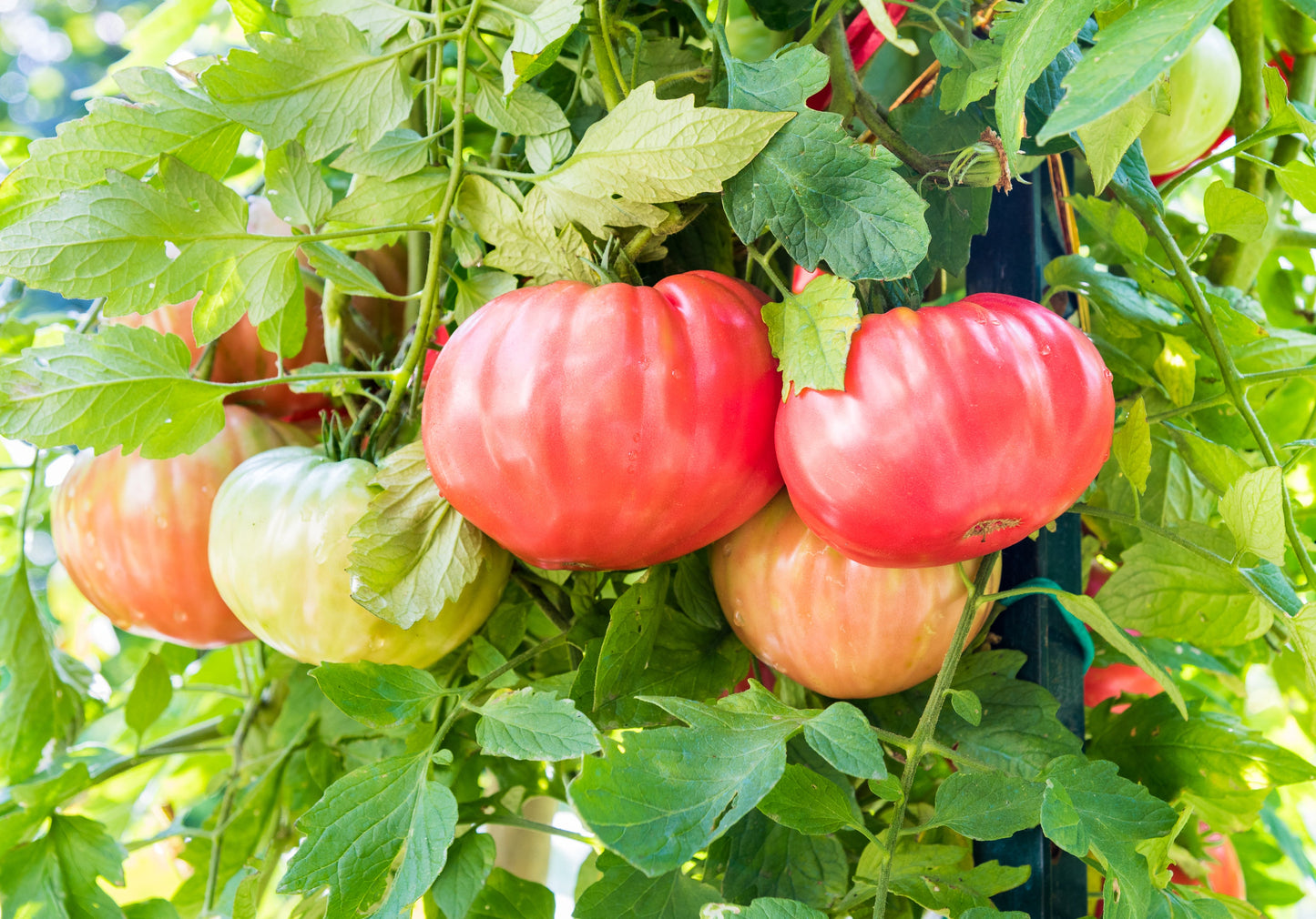 500 Beefsteak Tomato (Lycopersicon Lycopersicum) Seeds