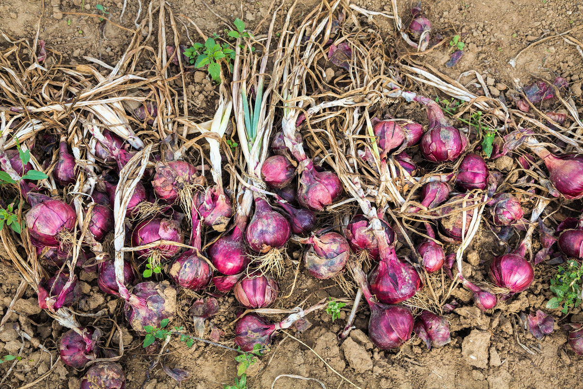 Red Burgundy Onion (Allium cepa) Seeds – 250 ct