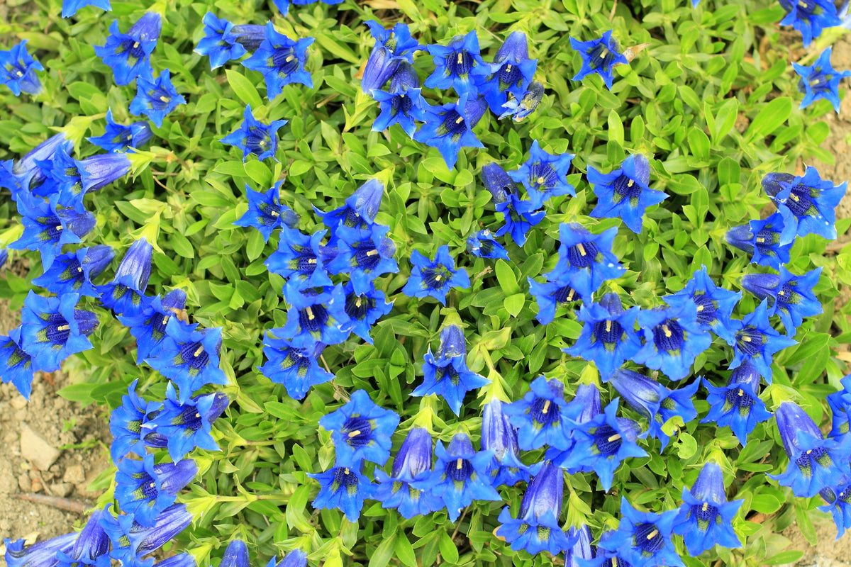 15 Blue Stemless Gentian (Gentiana Acaulis) Seeds