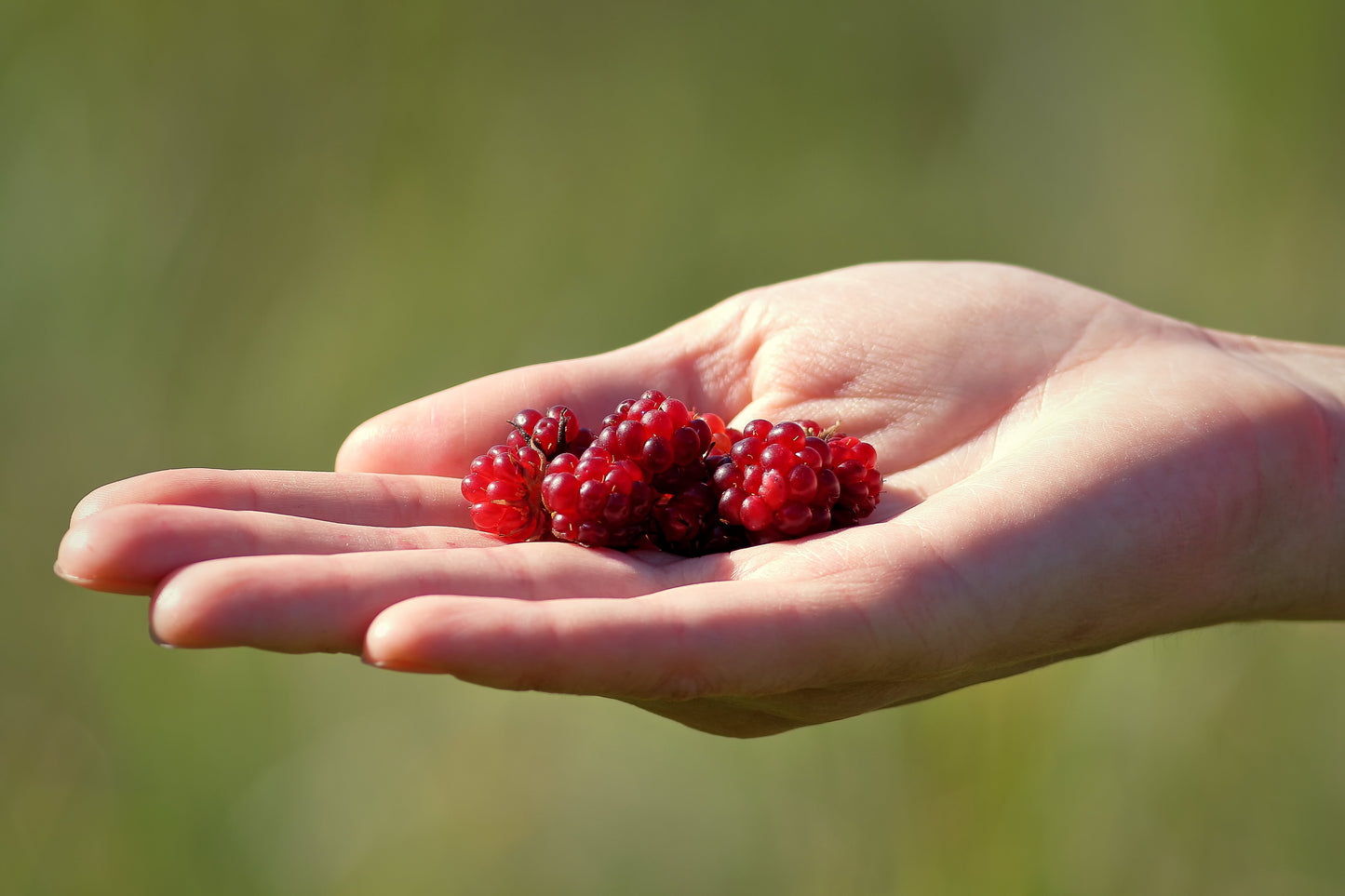 10 Arctic Raspberry (Rubus Arcticus) Seeds