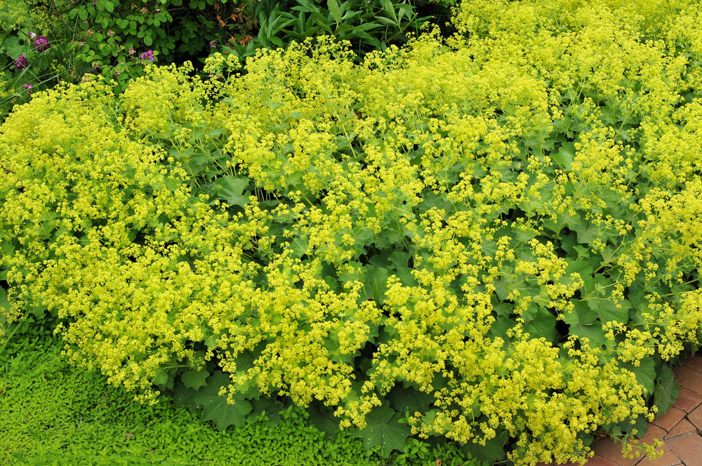 100 Lady's Mantle (Alchemilla Mollis) Seeds