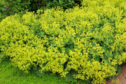 100 Lady's Mantle (Alchemilla Mollis) Seeds