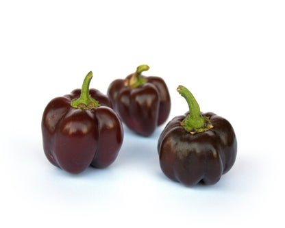 20 Chocolate Mini Bell Pepper (Capsicum Annuum) Seeds