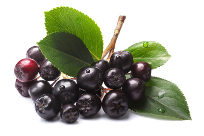 50 Black Chokeberry (Aronia Melanocarpa) Seeds