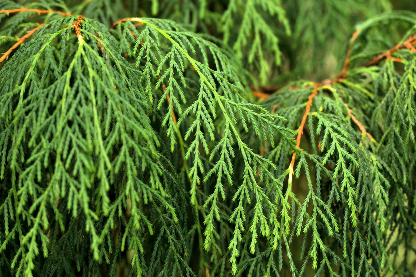 30 Weeping Cypress Tree (Cupressus Cashmeriana) Seeds