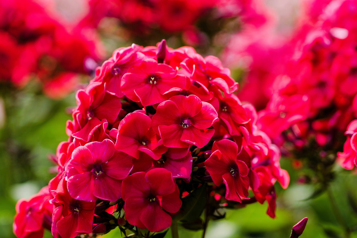 800 Red Drummond Phlox (Phlox Drummondii) Seeds