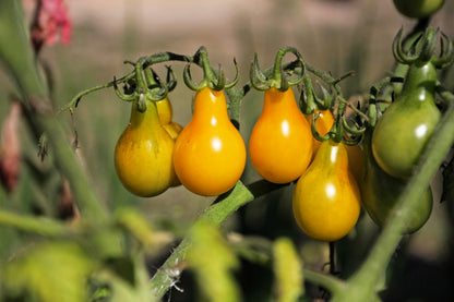300 YELLOW PEAR TOMATO Lycopersicon Lycopersicum Fruit Vegetable Seeds