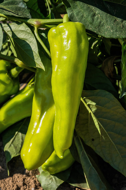 75 Cubanelle Pepper (Capsicum Annuum) Seeds