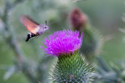 200 Burdock (Arctium Lappa) Seeds