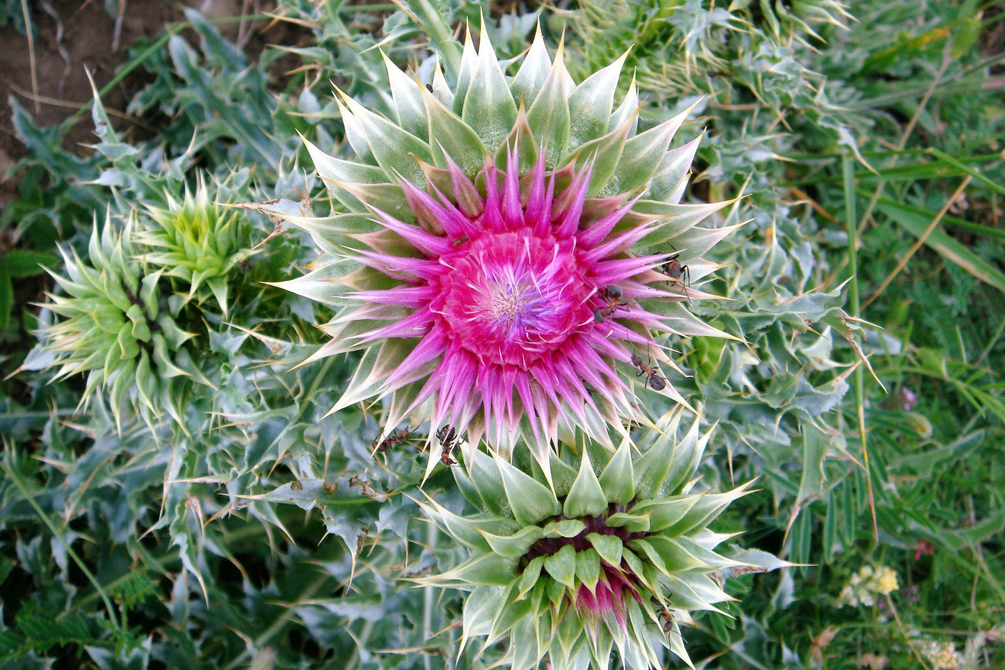 100 organic Milk Thistle (Silybum Marianum) Seeds