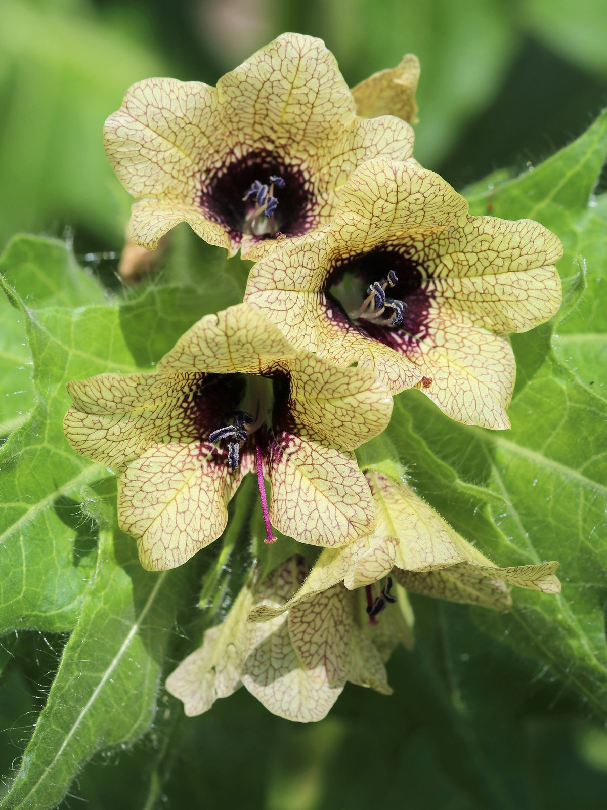 Black Henbane (Hyoscyamus niger) Seeds – 200 ct
