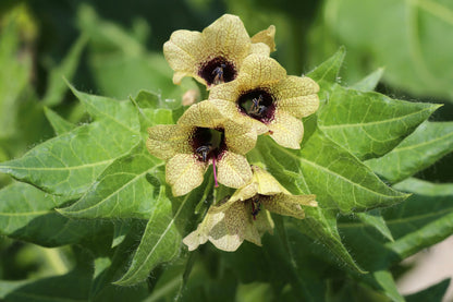 Black Henbane (Hyoscyamus niger) Seeds – 200 ct