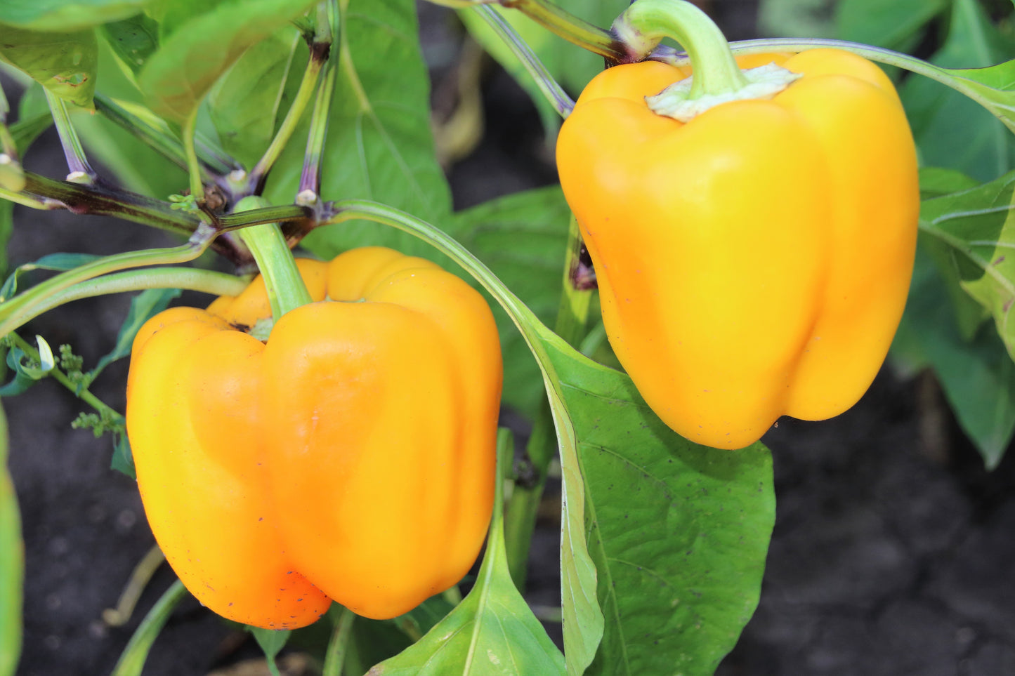 100 Yellow Bell Pepper (Capsicum Annuum) Seeds