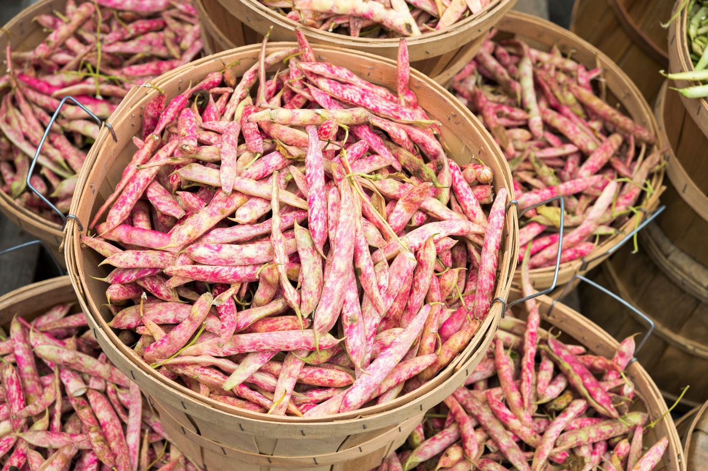 25 Cranberry Bean (Phaseolus Vulgaris) Seeds