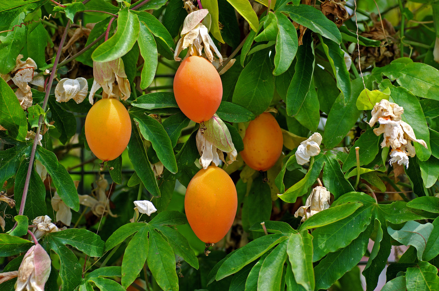 10 Passionflower / Passion fruit (Passiflora Caerulea) Seeds